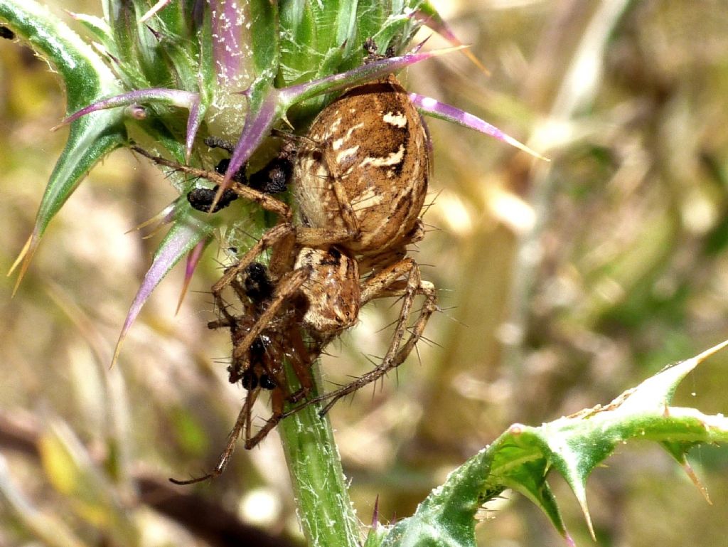 Salticus contro Episinus